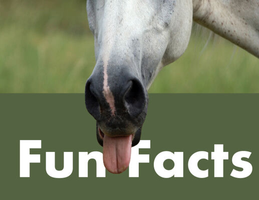 Pferde-Fun-Facts  - Pferde-Fun-Facts 